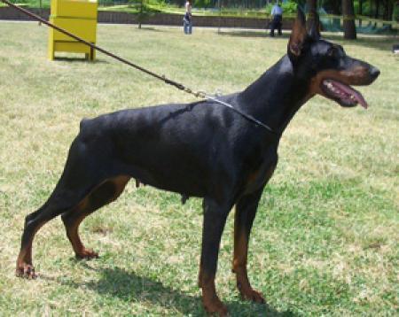 Rita Ruiz del Citone | Black Doberman Pinscher