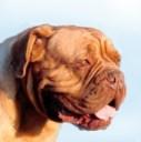 Enka De L'Etang De Mirloup | Dogue de Bordeaux 