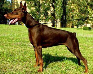 Zhemchuzhina Chernozemija Greza Galyana | Brown Doberman Pinscher