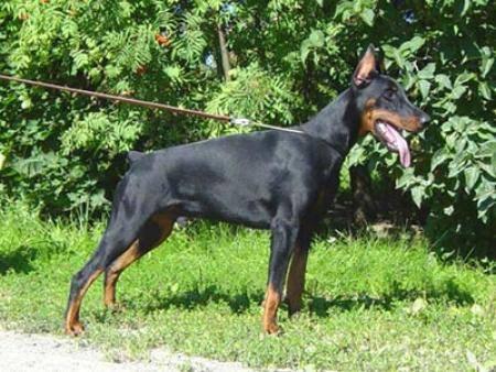 Gem'Givveeon Premier | Black Doberman Pinscher