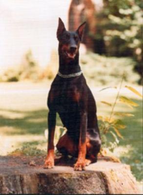 Kena v. Lindenhof | Black Doberman Pinscher