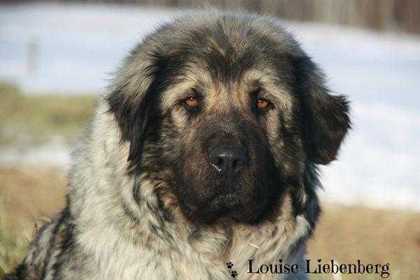 KATCHA STE KOT NORTH | Yugoslavian Shepherd Dog-Sarplaninac 