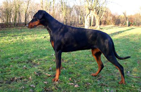 Ascomannis Lea | Black Doberman Pinscher