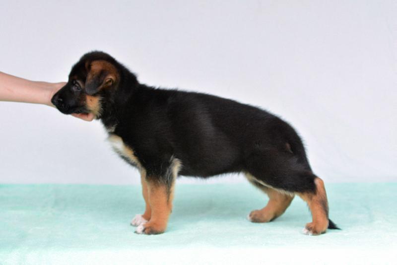 Fonte Fideliti Irma | German Shepherd Dog 