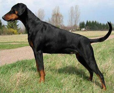 Ascomannis Gina | Black Doberman Pinscher