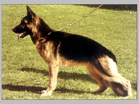 Roulette von der Wienerau | German Shepherd Dog 