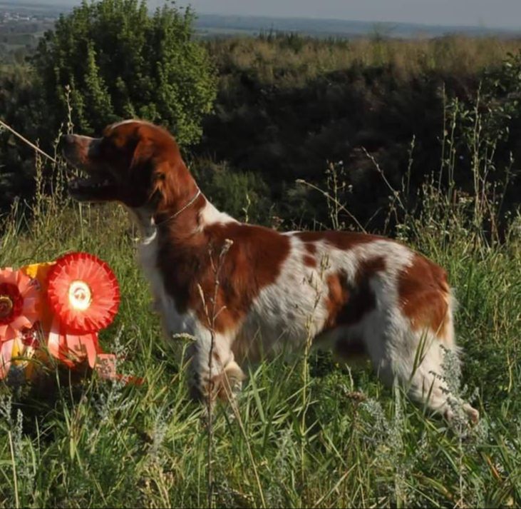ZEUS Brinska | Brittany 