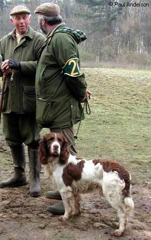 Arlebrook Elm of Eedgegrove | English Springer Spaniel 