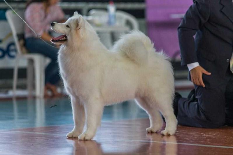 Vinta Berry With Russian Love | Samoyed 