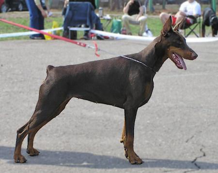 Imidz Nika Nadia Bandeo | Brown Doberman Pinscher