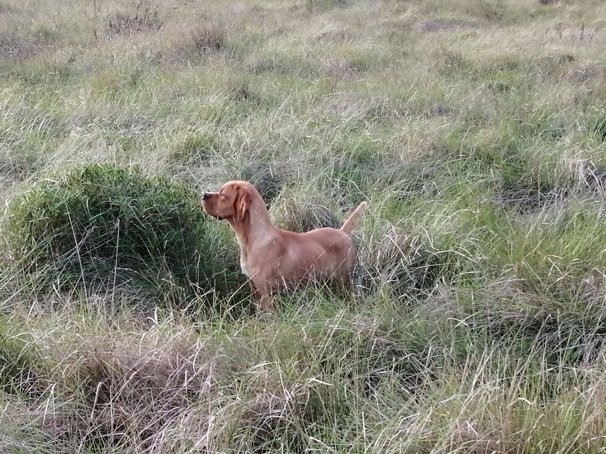 Pinante Dos Moinhos do Oeste | Portuguese Pointer 