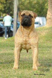 Pepperbull's Get In The Ring | Bullmastiff 