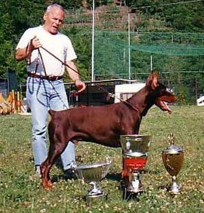 Ardens Quasso | Brown Doberman Pinscher