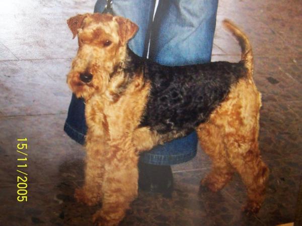 Axa od Guvernéra | Welsh Terrier 