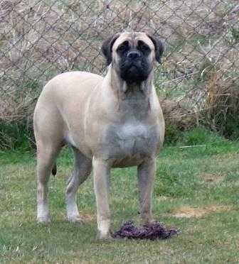 ELIZABETH PUMA-BULL | Bullmastiff 