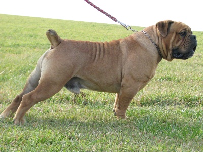 Starline's Romanov | Olde English Bulldogge 