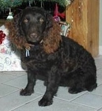 Little Brownies Sparkling Star | American Water Spaniel 