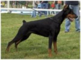 Furia Daker | Black Doberman Pinscher