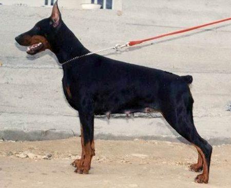 Shardone-Sherau de Grande Vinko | Black Doberman Pinscher