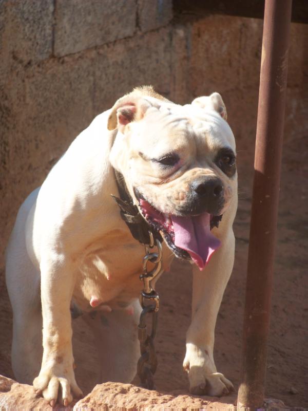 Ruff Chain Kennels Misery | Olde English Bulldogge 