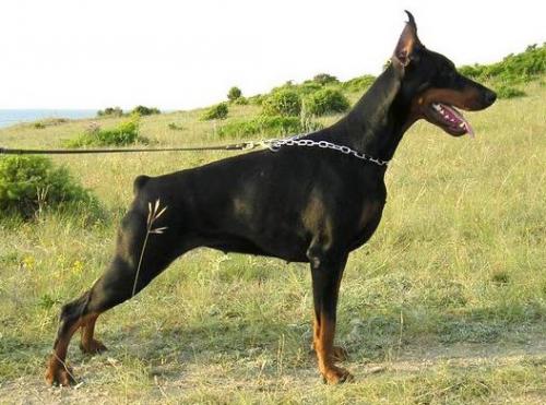 Odisseya de Grande Vinko | Black Doberman Pinscher