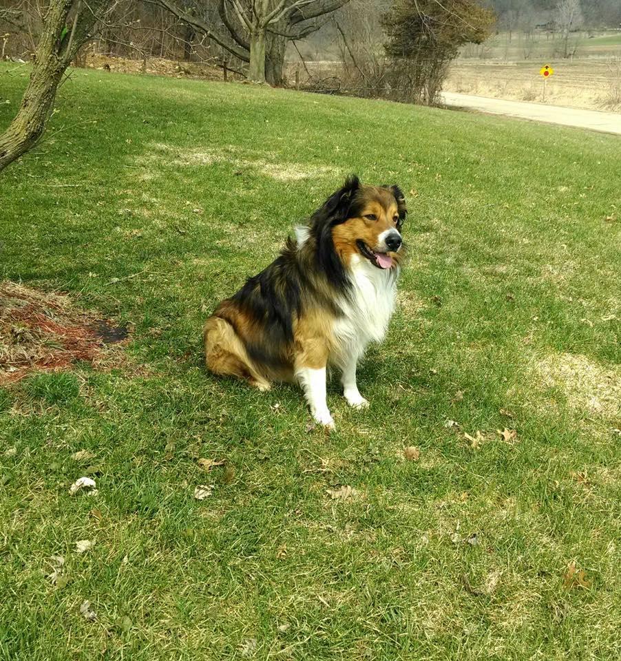 Cedar Creek Amble's Sedar | English Shepherd 