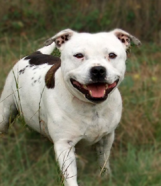 Dotty de l'escane crabe | Staffordshire Bull Terrier 