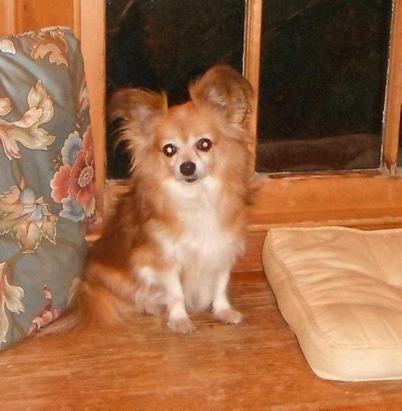 Hooker's Red Foxy Lady LC | Chihuahua 