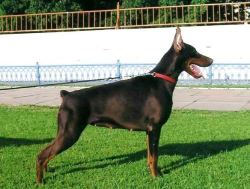 Orange de Grande Vinko | Brown Doberman Pinscher