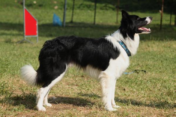 Chance Slezsky hradek | Border Collie 