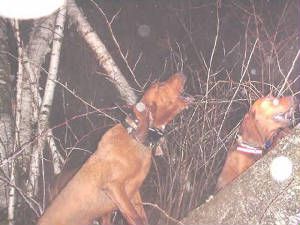 Soggy Bottom T-Top Shadow | Redbone Coonhound 