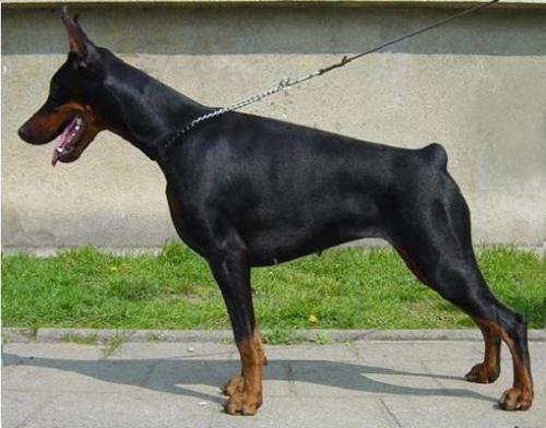 Ornella de Grande Vinko | Black Doberman Pinscher