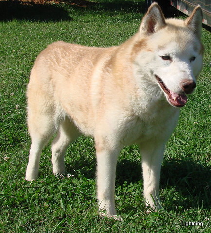 Penrod's Lightning | Siberian Husky 