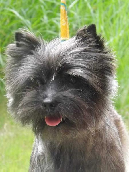 MIGNONNE DE KENDAN | Cairn Terrier 