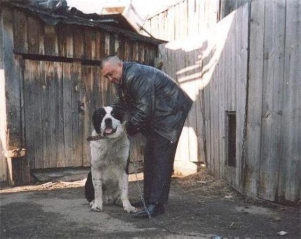 Imperator | Central Asian Shepherd Dog 