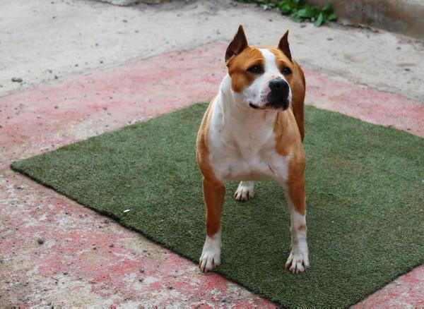 Thunderbully Time Bomb | American Staffordshire Terrier 