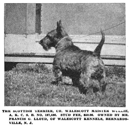 Walescott Maister Wollie | Scottish Terrier 