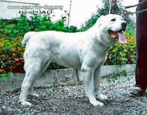 MODG BIGUL | Central Asian Shepherd Dog 