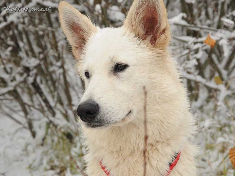 AKNUR GUL ODA YAROSLAVA | White Swiss Shepherd Dog 