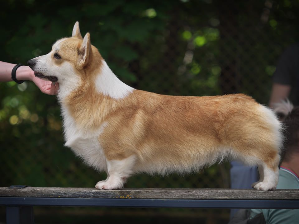 TRIPLE H SOLAR SATELLITE | Pembroke Welsh Corgi 