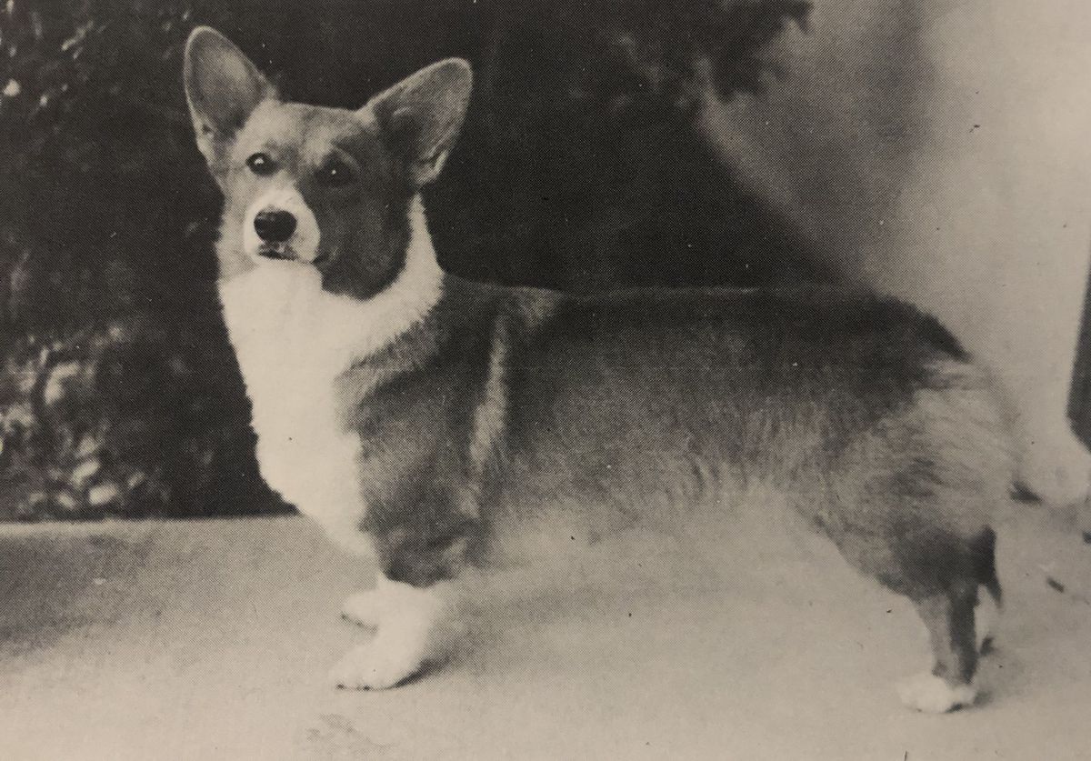 Garvins Summer Color | Pembroke Welsh Corgi 