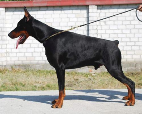 Pako Daker | Black Doberman Pinscher