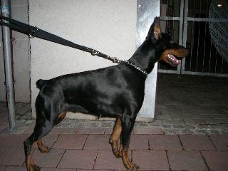 Petra Daker | Black Doberman Pinscher