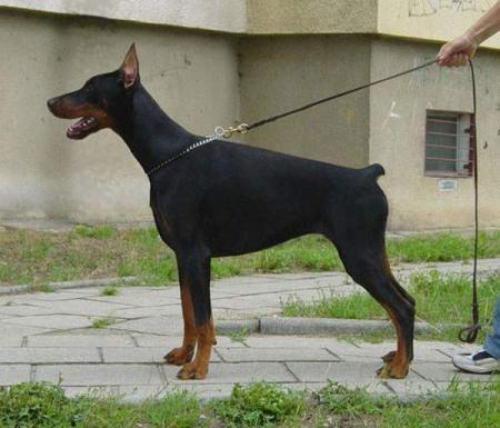 Pola Daker | Black Doberman Pinscher