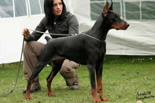 Precious Pearl Daker | Black Doberman Pinscher