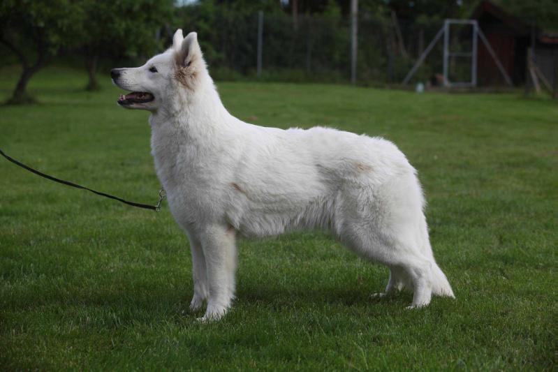 B.B av Quantos | White Swiss Shepherd Dog 