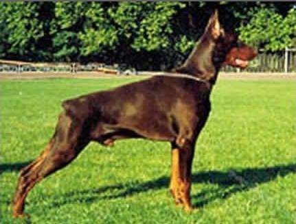 Graf Sherman de Vinko | Brown Doberman Pinscher