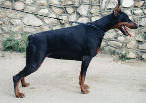 Notrdam de Vinko | Black Doberman Pinscher