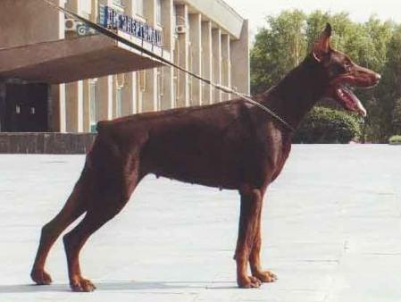 Nueva de Vinko | Brown Doberman Pinscher