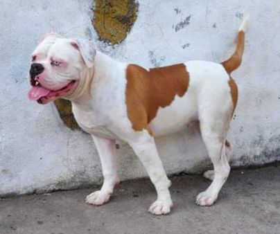 Safira fajã de cima | American Bulldog 